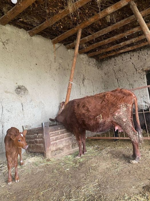 Ona bola sigir sotiladi yaxshi narxda