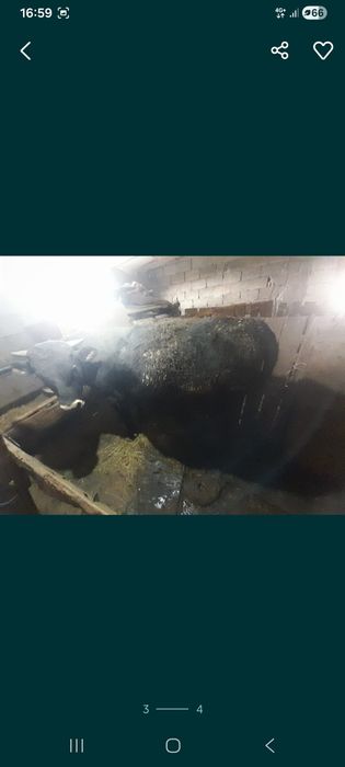 Бука сатамын семиз 1.5 жасар