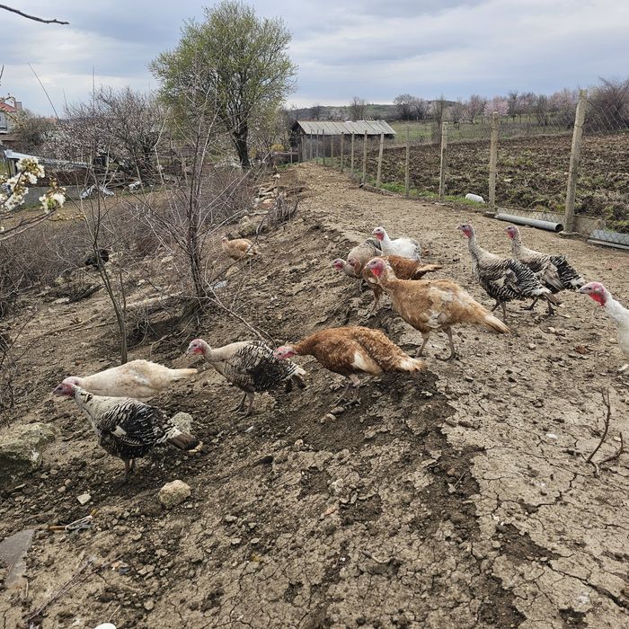 Био месо, яйца за за люпене, пуйки селски