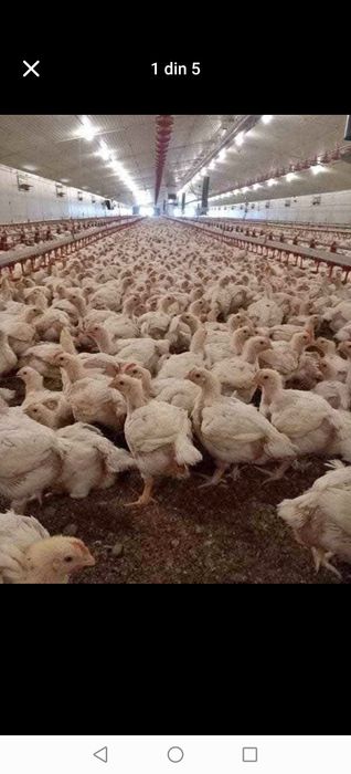 Vînd pui albi de carne pui colorați găini albe găini roșii de ouă Rațe și curcanii