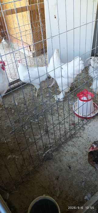 Cocoși Brahma Bobat pe albastru