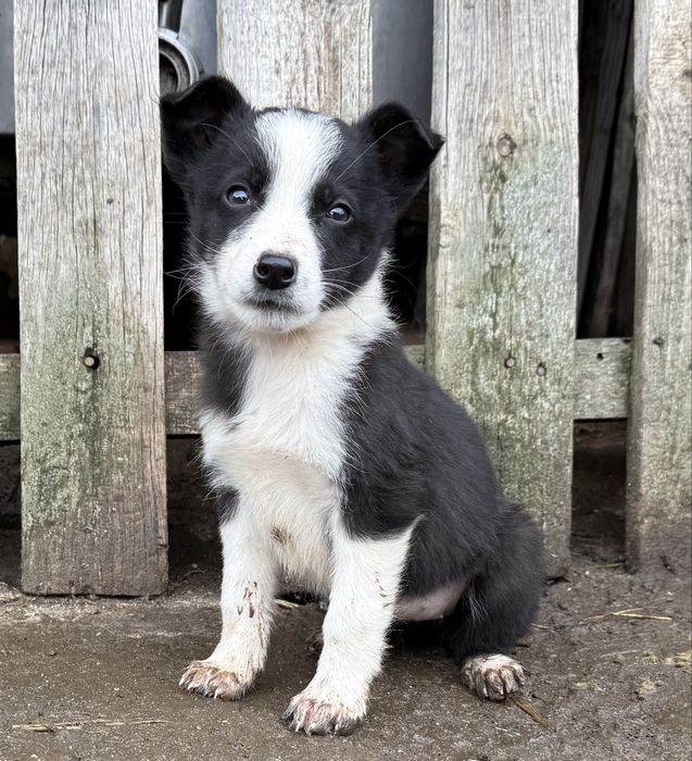 Малки кученца бордър коли
