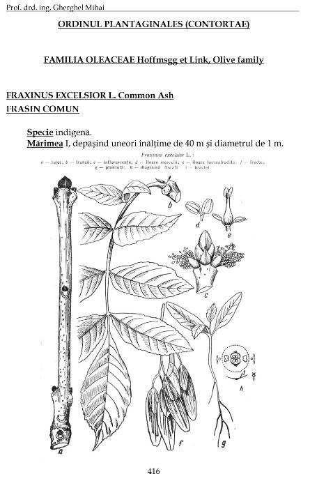 Carte Dendrologie 2016. Specii lemnoase de interes forestier ...