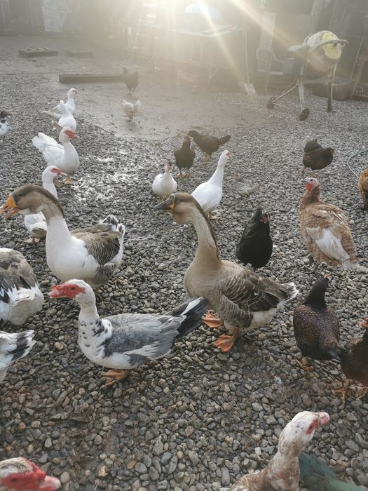 Rate românești și rățoi lesesti