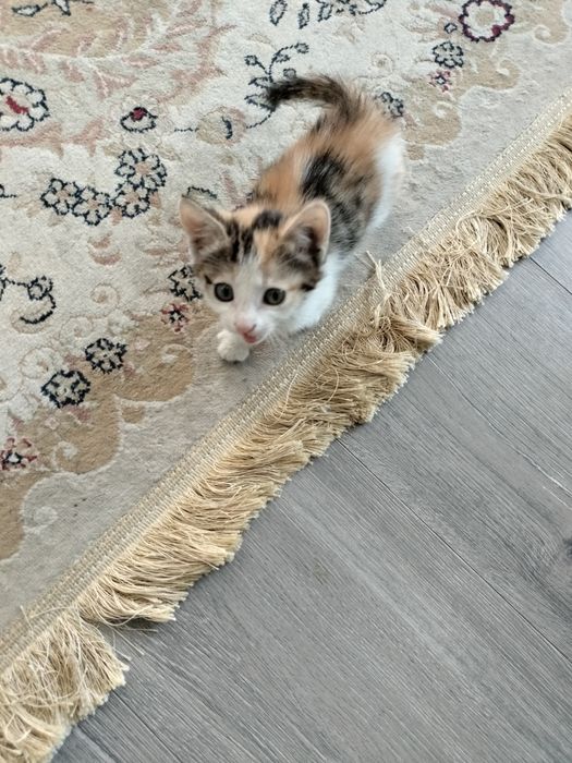 Отдам котенка в хорошие руки