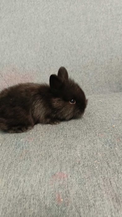 Декоративни зайчета