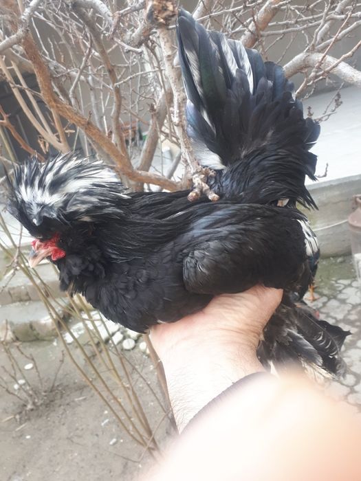 Yaponsky troyka xurozchalari