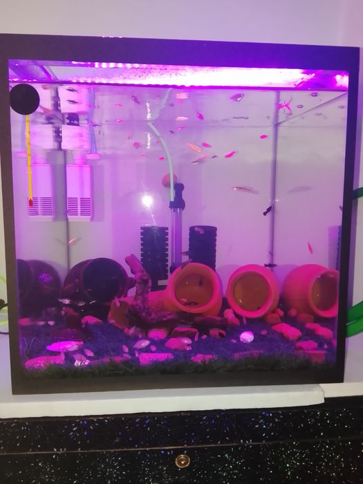 Pashti yangi akvarium sotiladi