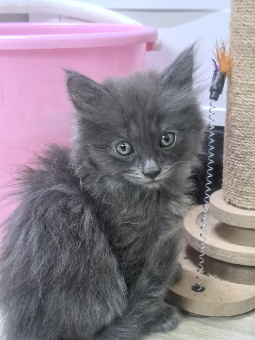 Котёнок серый колико