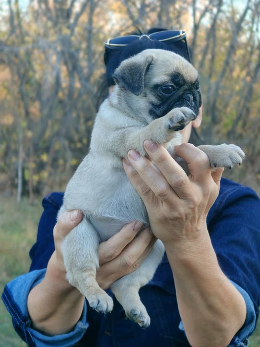 Продаются отличные щеночки мопса
