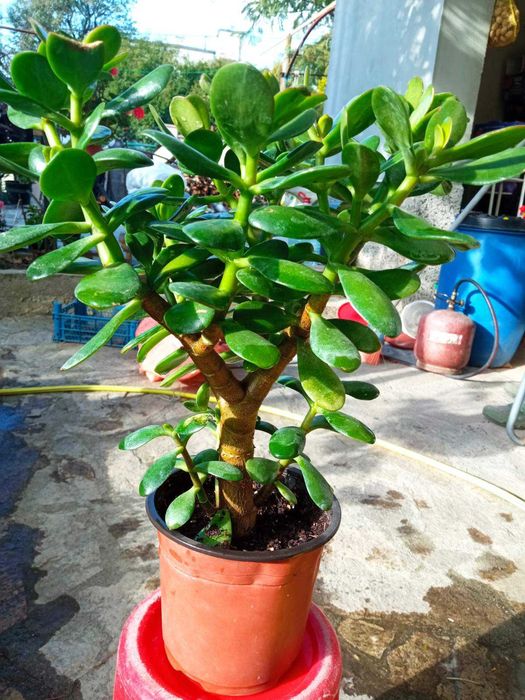 Цветя дървото на живота