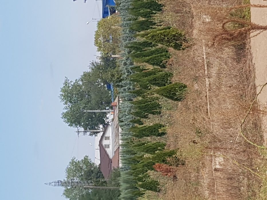 Chiparosi leilandi pentru gard viu