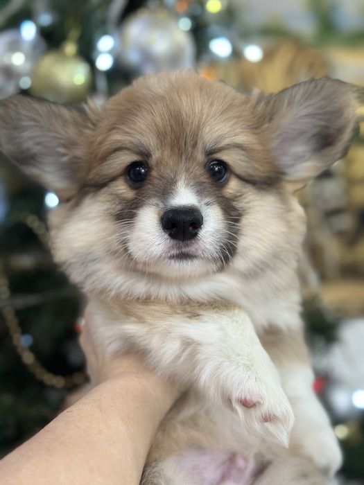 Супер малыши вельш корги пемброк