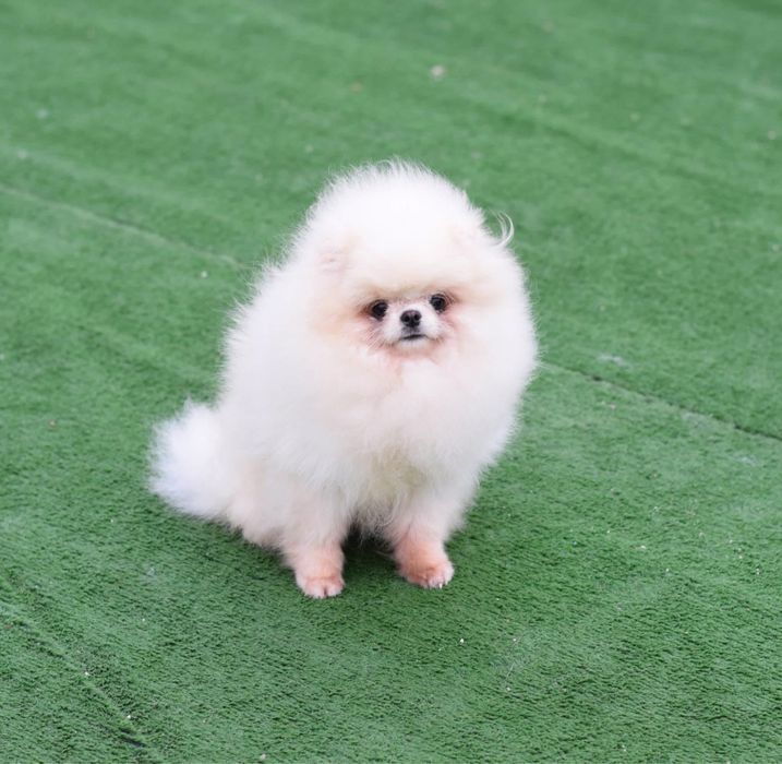 Mascul Pomeranian Toy pedigree fci Tip A schema completa de vaccinare Bear type