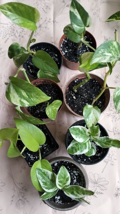 Цветы укорененные