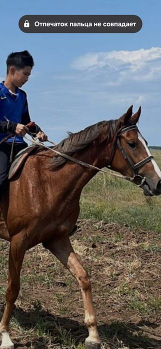 Қостанай тұқымды байтал