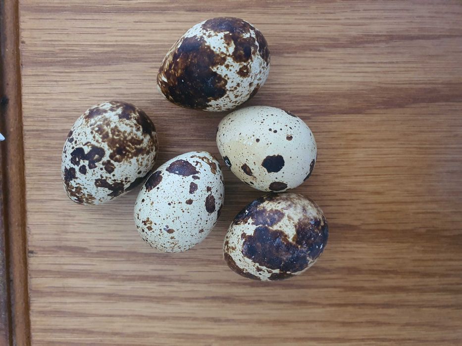 Ouă de prepelite,pentru consum