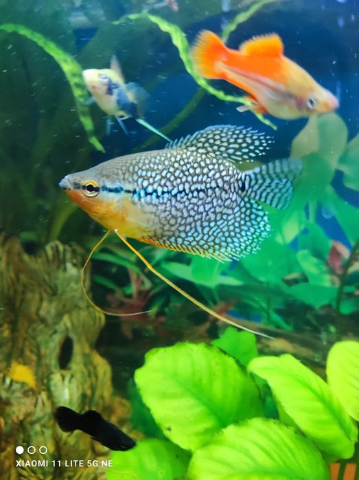 Отдам рыбку "Жемчужная Гурами"