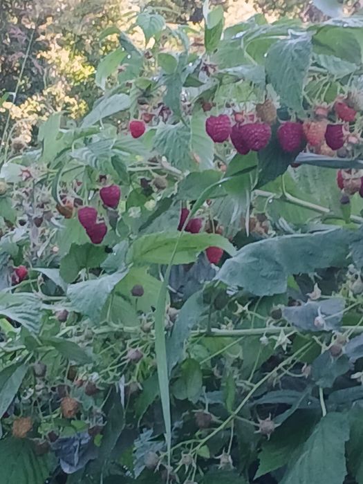 РАЗСАД Малини и Ягоди