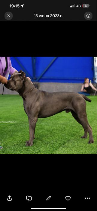 Кобель кане корсо на вязку