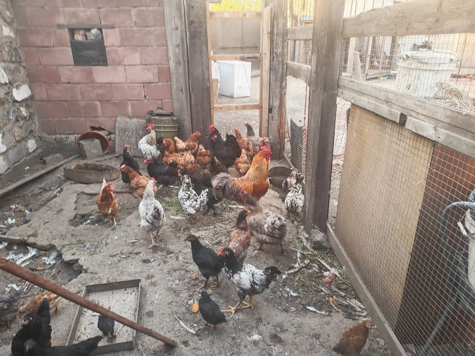 Продам куриц и петуха