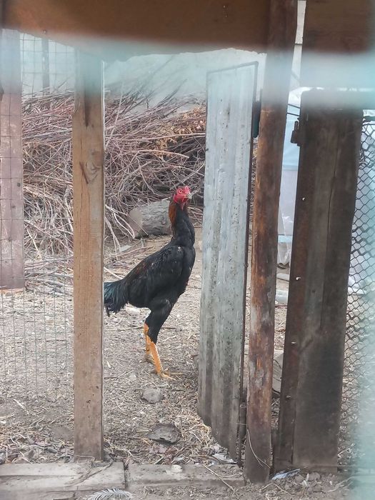 shamo.Kares.ganoy.kulangi,dakan.xo'roz.xuro'z