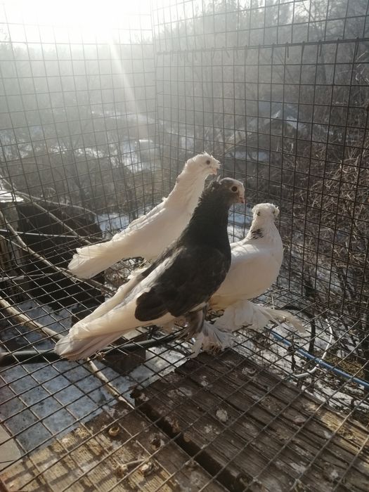 Продам голубей, оптом