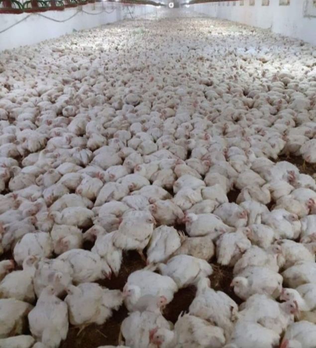 Pui Alb de carne Pui rasă mixtă Porumbac și roșu Kabir