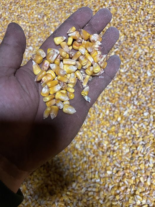 Vand cereale la sac sau vrac