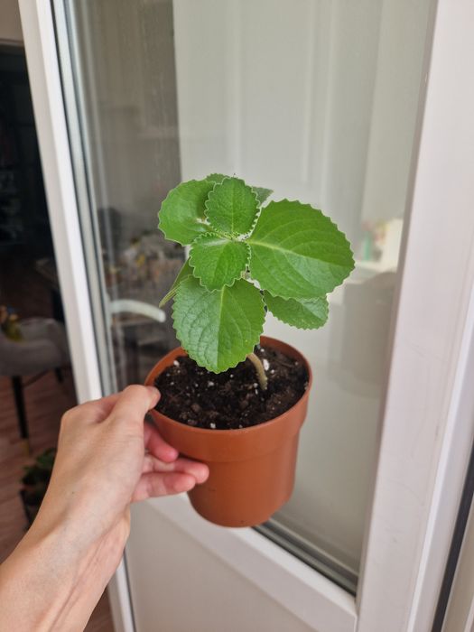 Мята комнатная плектрантус