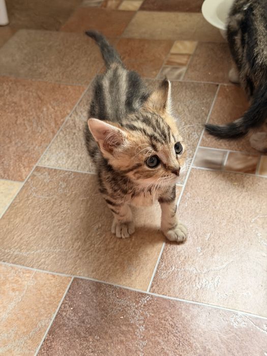 Котята породы скоттиш страйт 2мес