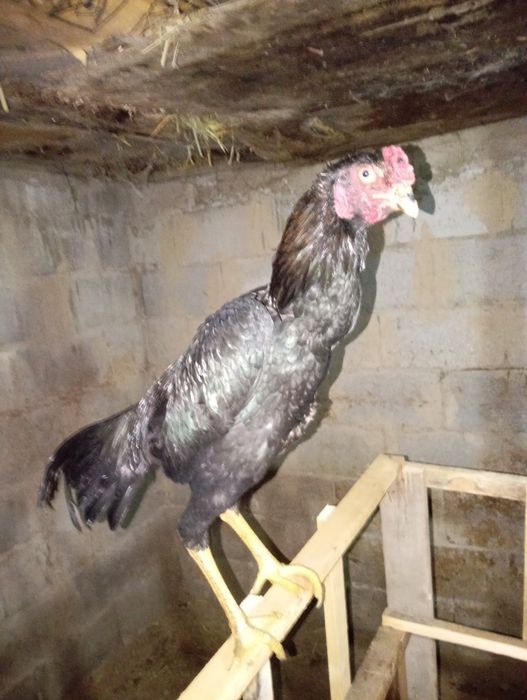 Ассаламу Алейкум! Продам Шамо