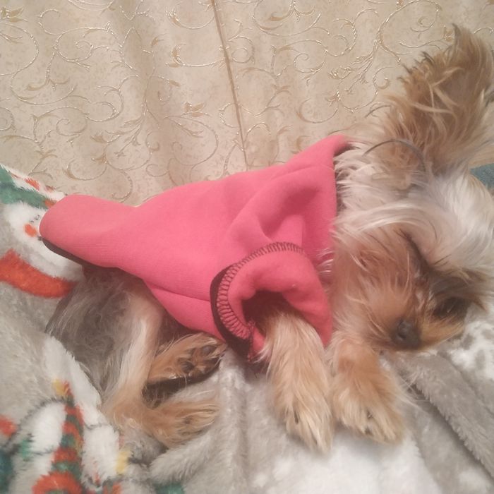 Ищем мини-йорка мальчика