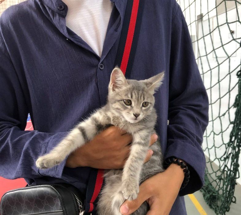 Mushuk sotladi srochno