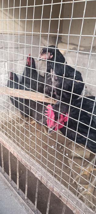 Хакикий гигант Корашахзода жужа хурозлари сотилади.