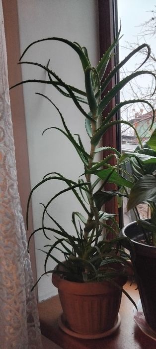 Алоэ лечебное,столетник,5 лет