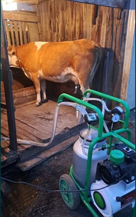 Доилный апарат для каров и лошад