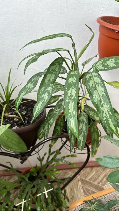 Цветы распродажа, распродажа