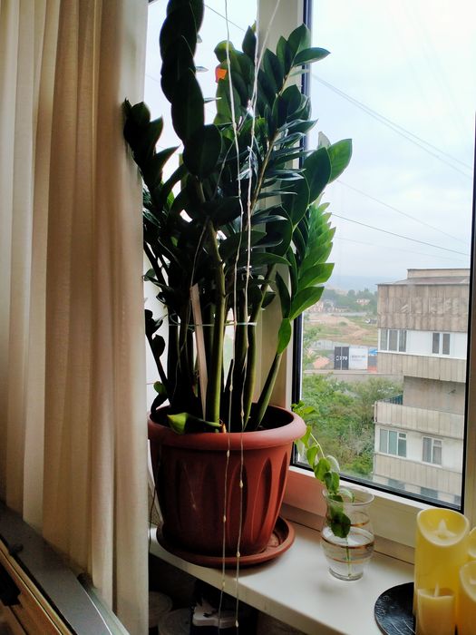 Замиокулькас, 70-80см.