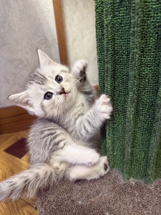 Шотландские котята!