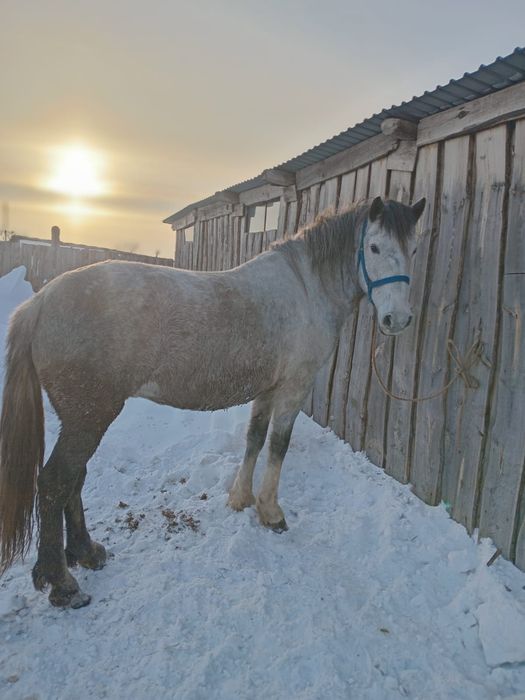 Кабыла с аткорма