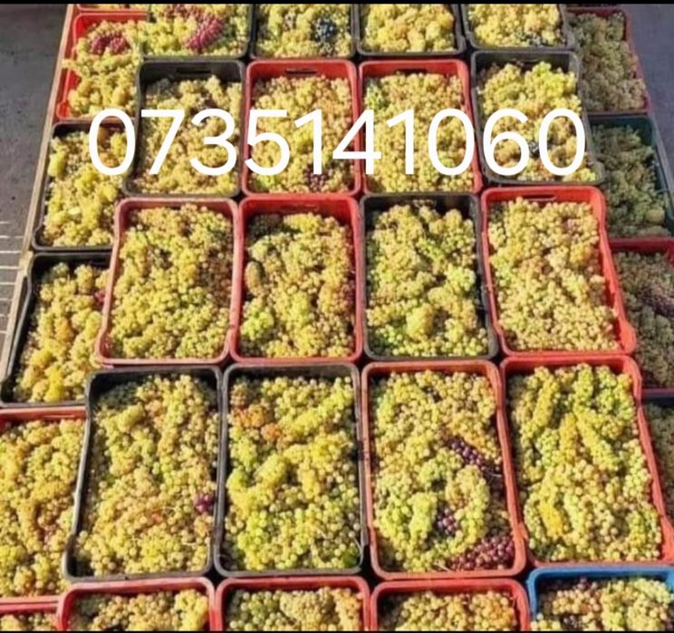 Aducem spre vânzare struguri de vin