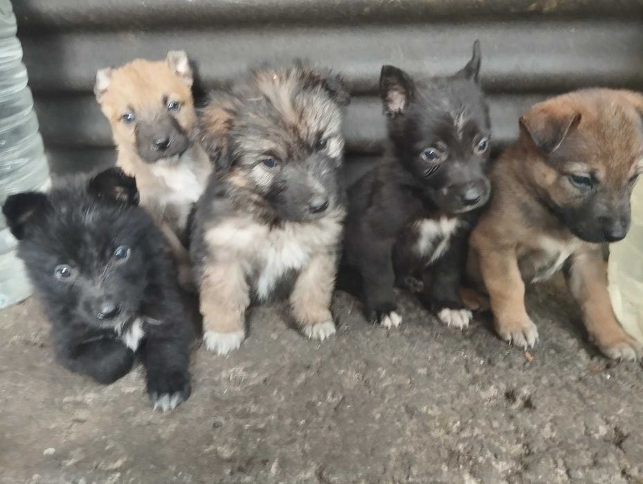 Кученца търсят своя дом