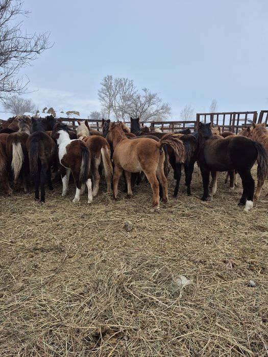 50  бас ұрғашы жабағылар сатылады