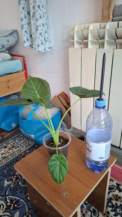 Кислица вулканическая