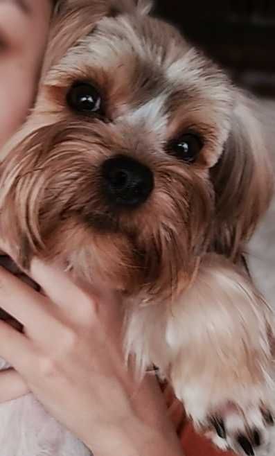 ВЯЗКА! Йоркширский терьер. Брутальный Жан-Поль!!!