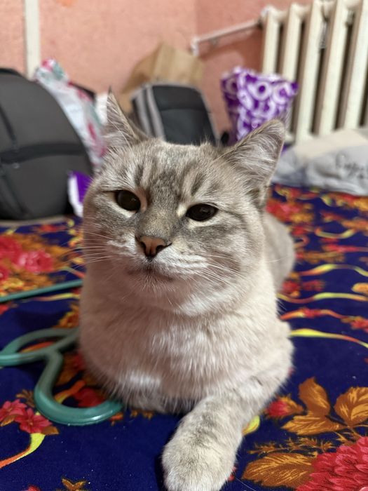 siamskiy mushuk sotiladi