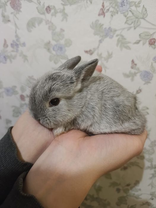 Декоративный кролик