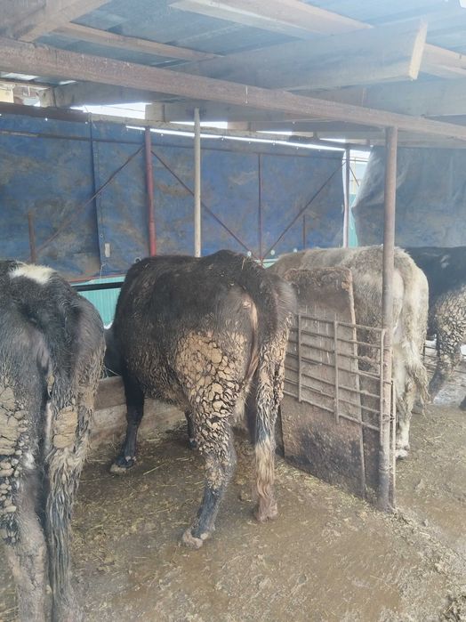 Продам тёлок стоят на откорме