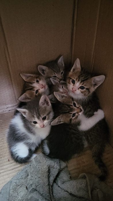 Отдам котят бесплатно